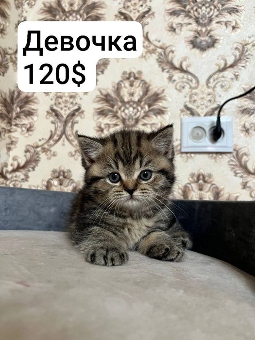 Котята девушка и мальчик