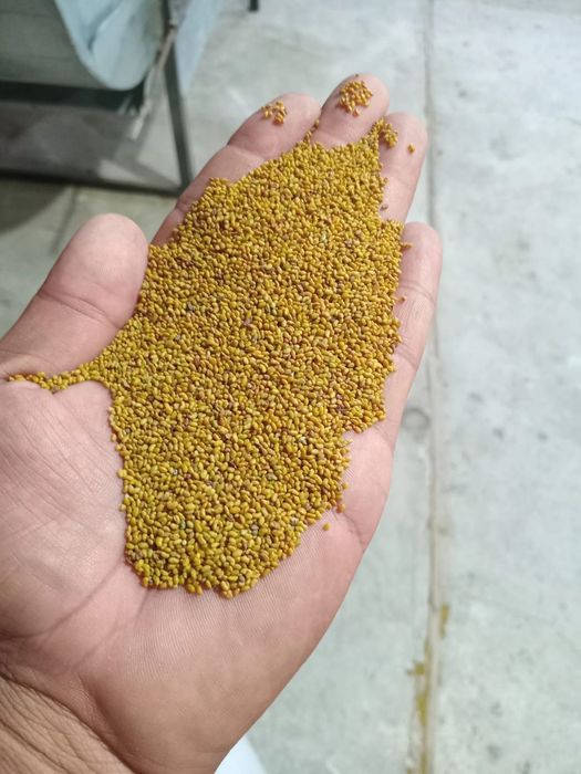 Seminte, Samanta Lucerna Selectată si Descuscutata recolta 2025