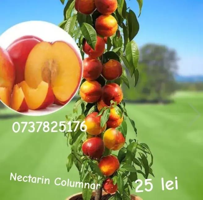 Vând pomi fructiferi columnari