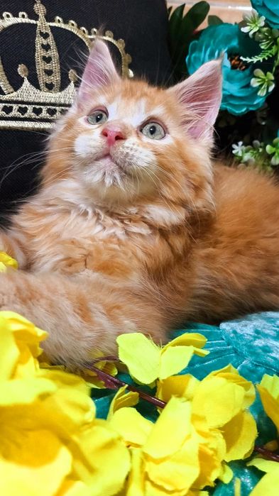 Мейн-кун- КРАСНЫЙ "ЛЕВ"- котята !