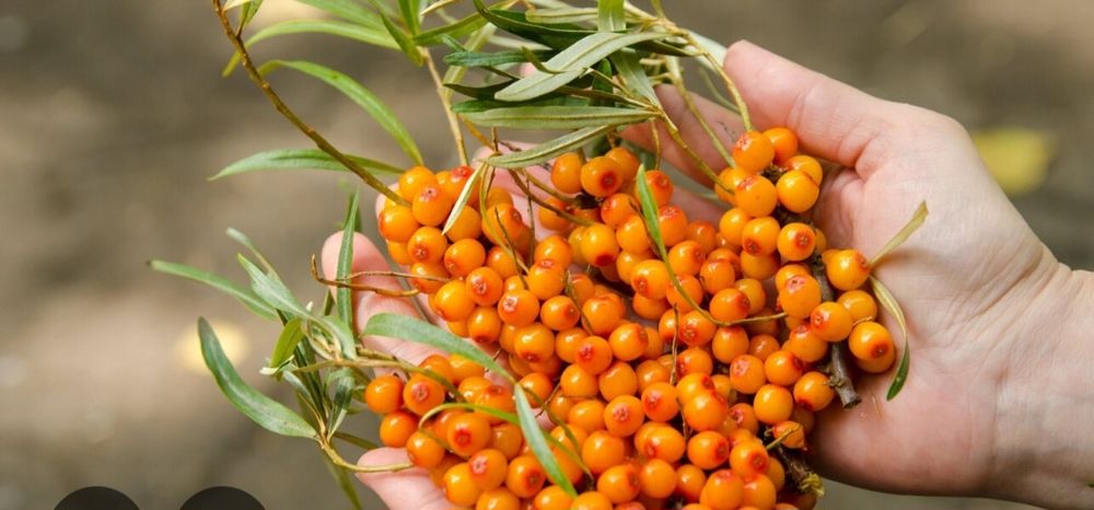 Облепиха замороженная