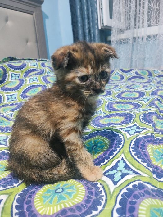 Продаются котята