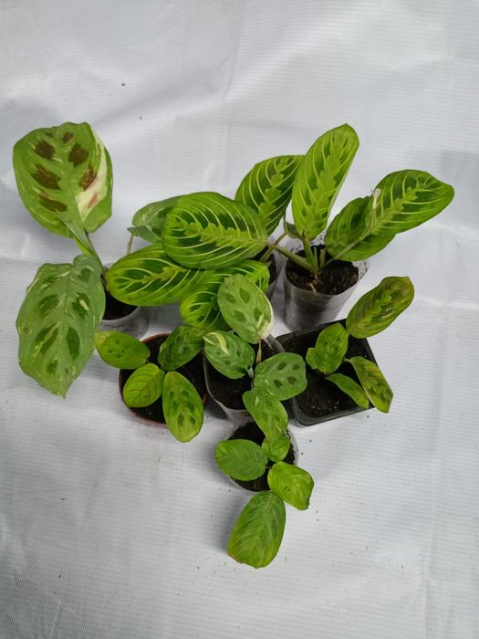 Продам комнатные цветы