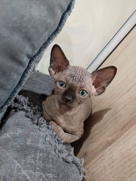 Котята канадского сфинкса