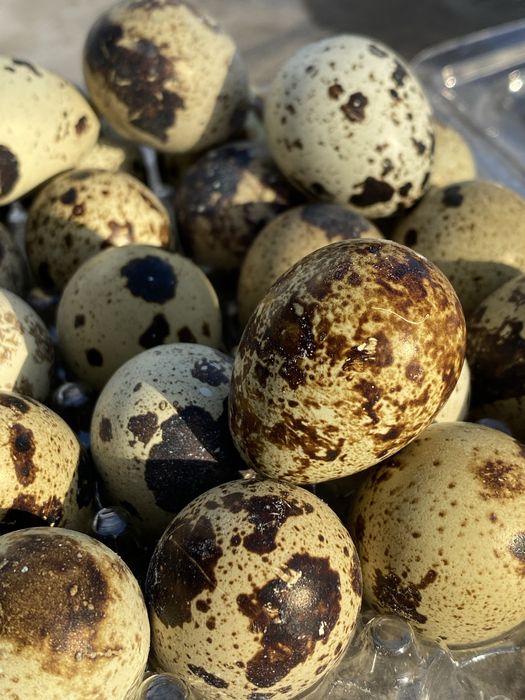 Oua de prepelita