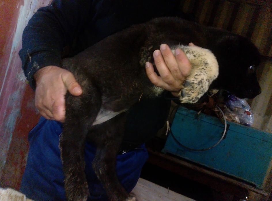 Продаются щенки мойнака  внуки