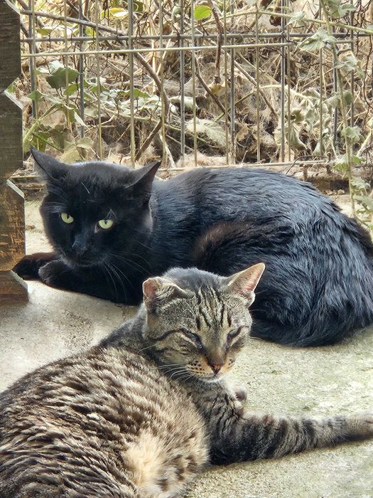 Adoptie motan Bucuresti - da-i o sansa