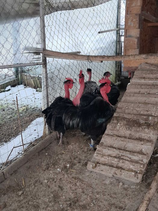 Cocoși Găt golaș de Transilvania