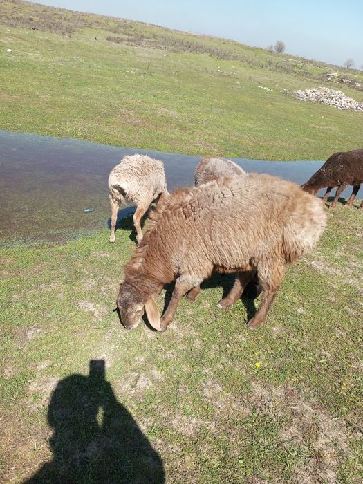 Продам барана пароды АРАШАН