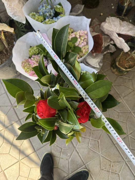 Камелия Японская Роза