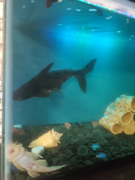 Аквариум 150 литров вместе с рыбками.