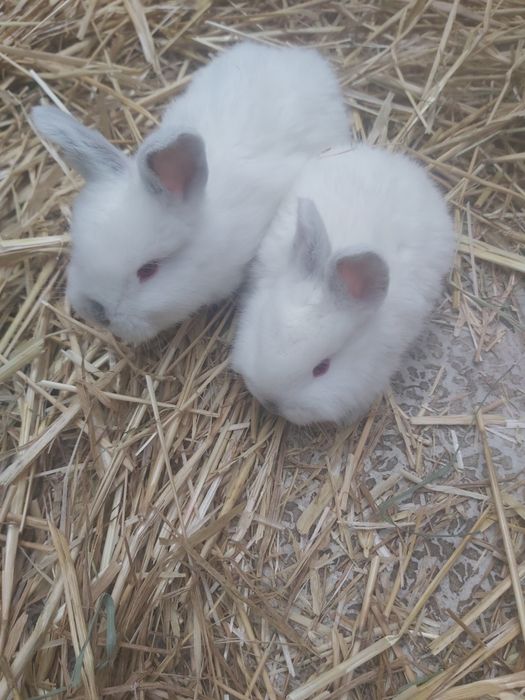 Продаются кролики крольчата куен болалари