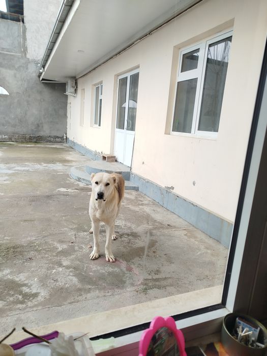 Alabay sotiladi srochno