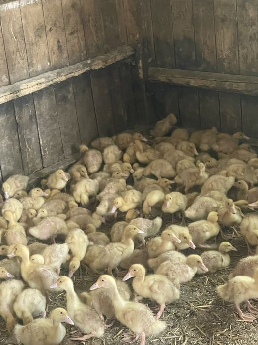 Rate de vanzare Pekin