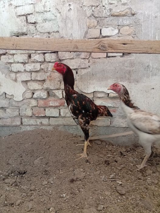 Тухум сотилади.. жожалар бор.