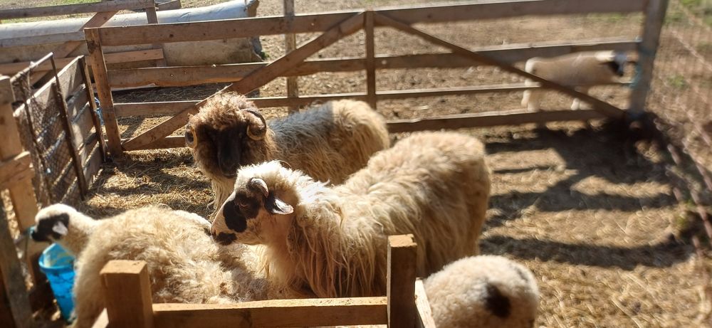 Vând 2 oi de tăiat