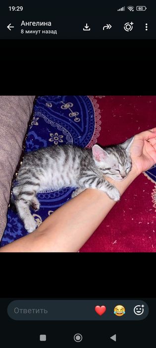 Шотланские 1 месяц.