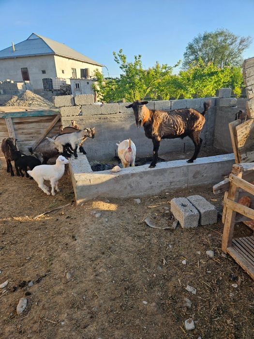 Альпийски теке сатылады 2 жас