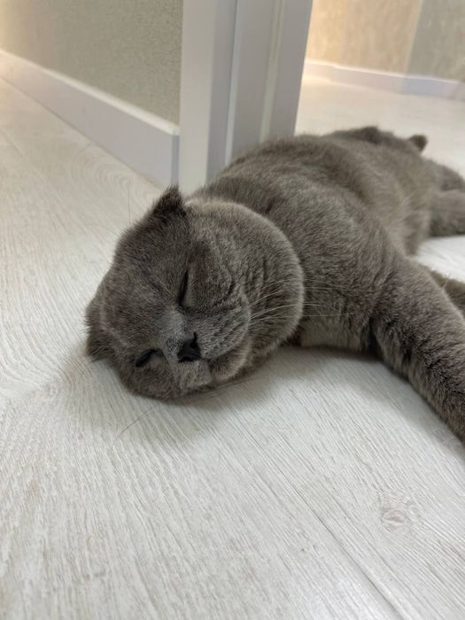 Scottish fold    Sotiladi