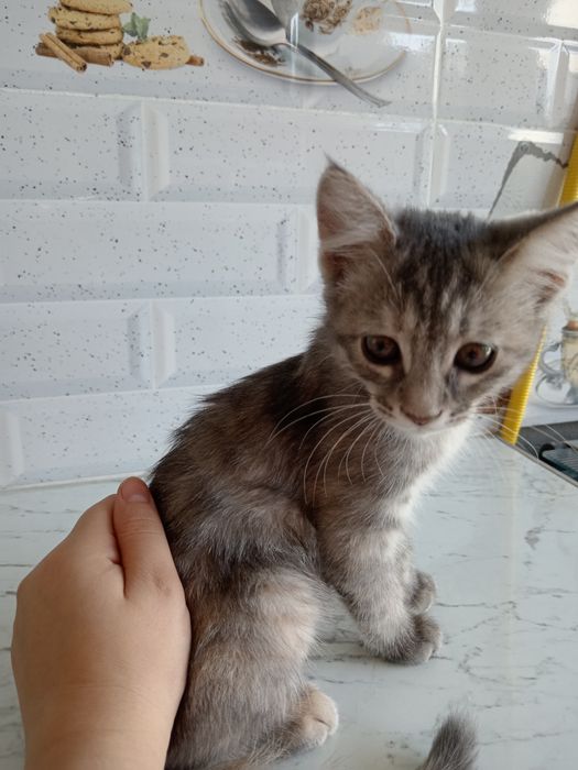 Котята Скоттиш фолд