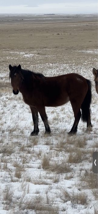 Жеребец полутяж 3 года