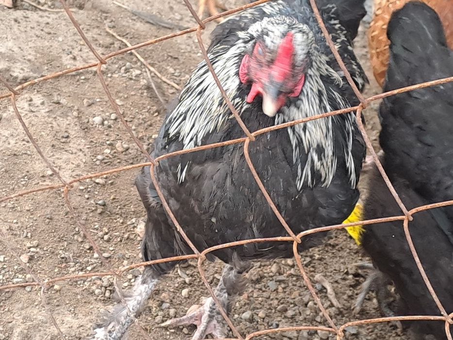 Продам молодые петухов.