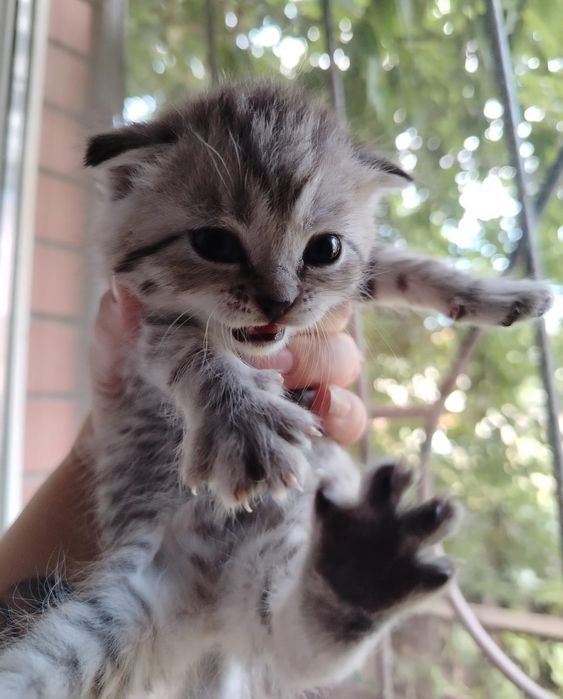 Продам котят шотландских