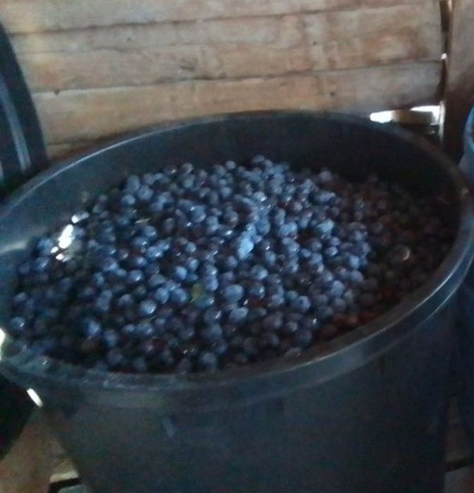 Prune balegoase pentru țuică