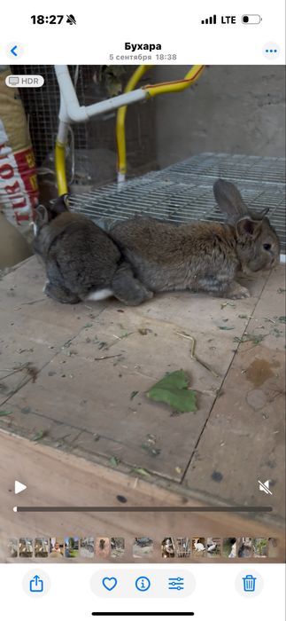 Flander bolalari sotiladi