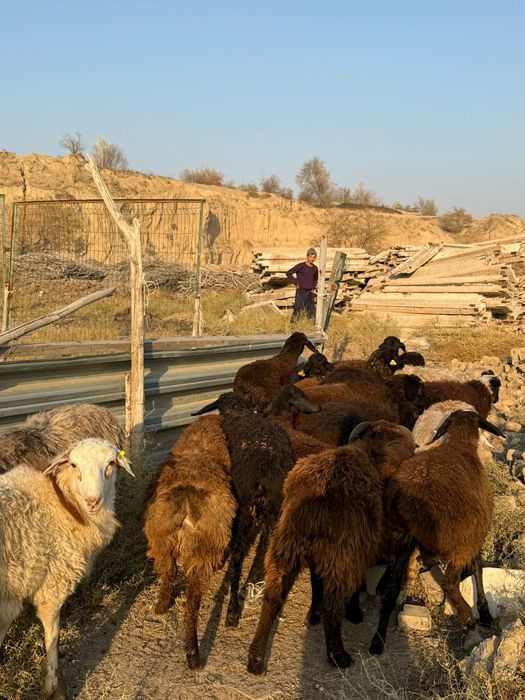 Кошкарлар сатылады
