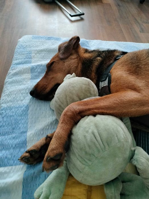 Pet sitter Constanta la domiciliul meu sau domiciliul dumneavoastră.