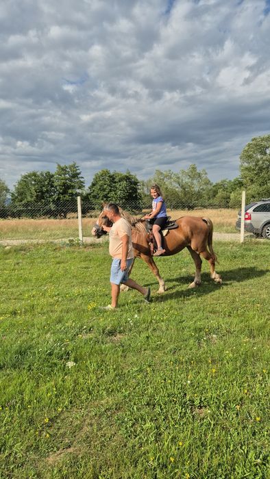 Iapă pentru echitație