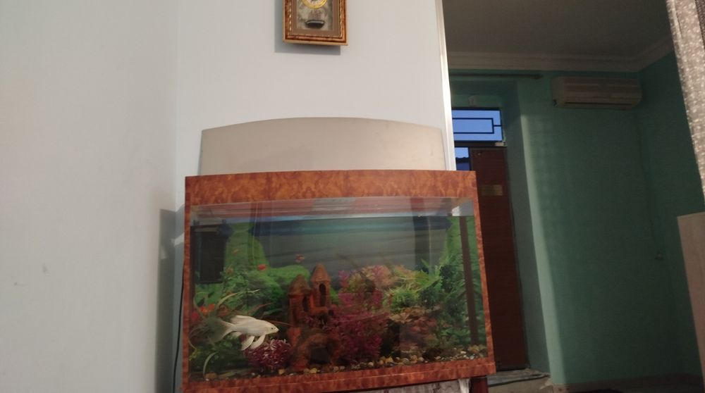 Akvarium baliqlari bilan birga sotiladi