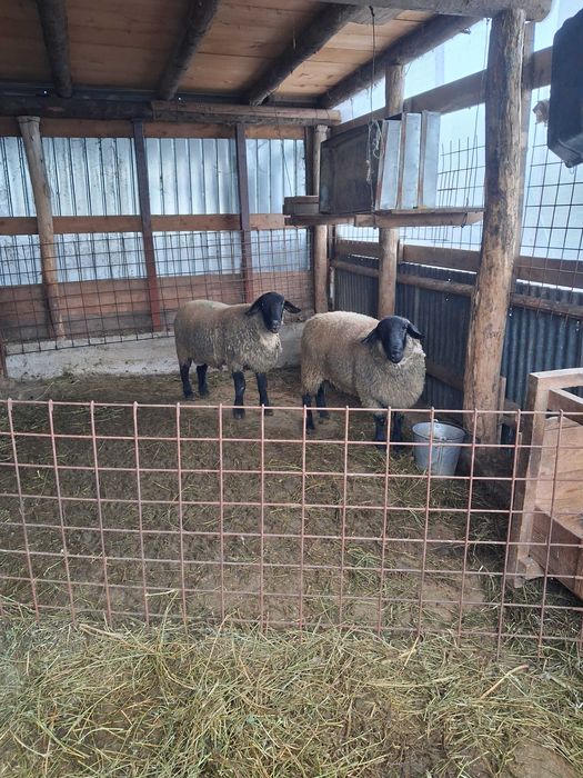 Vand berbecut Suffolk