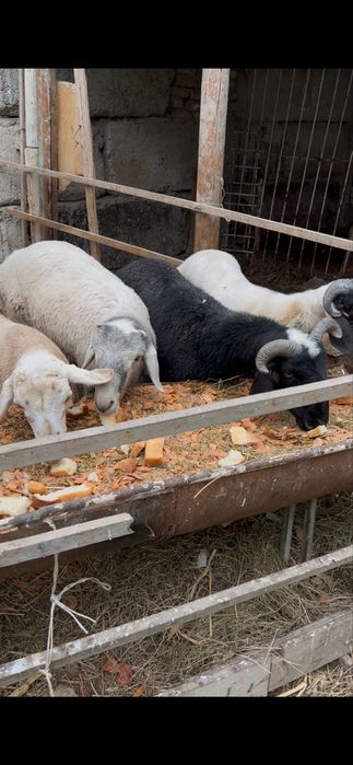 Кучкорлар сотилади