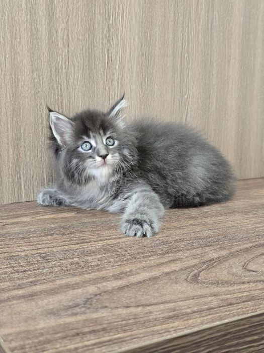 Мейн кун девочка