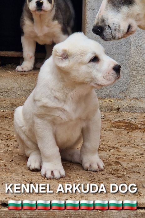 Средноазиатска овчарка