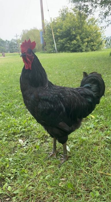 Джерсийский гигант линия Россия