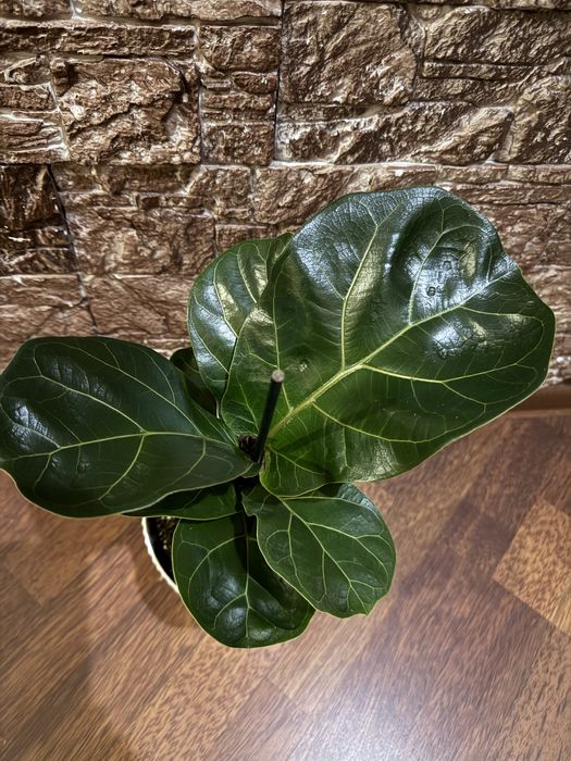 Фикус Лирата и Робуста