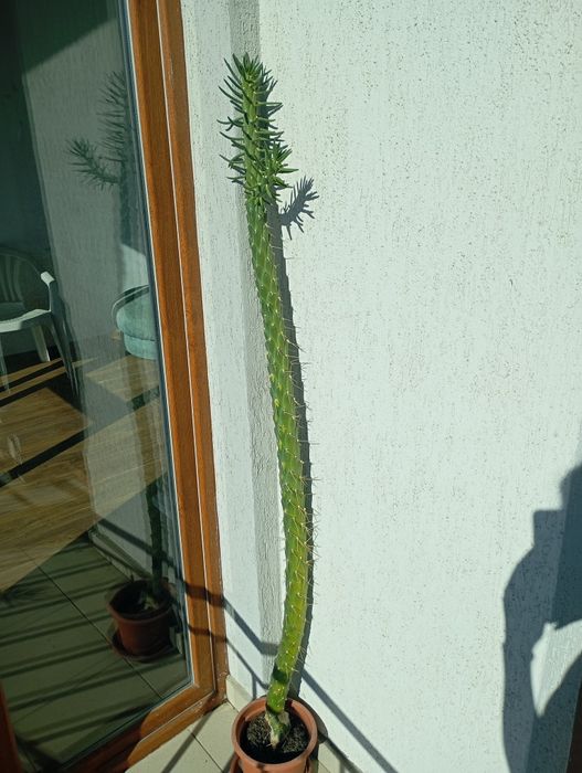 Austrocylindropuntia-Иглата на Ева Кактус