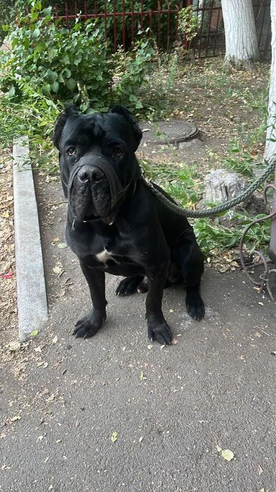 Кане Корсо продается