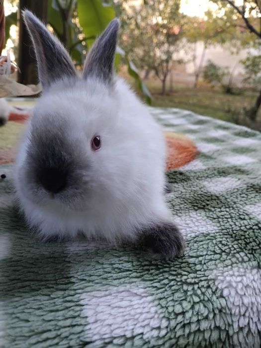 Кролики пародистые