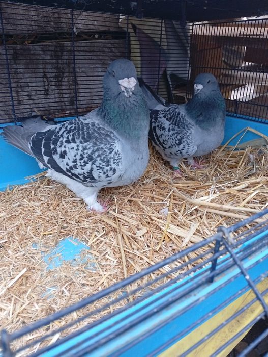 Vând standard  porubei