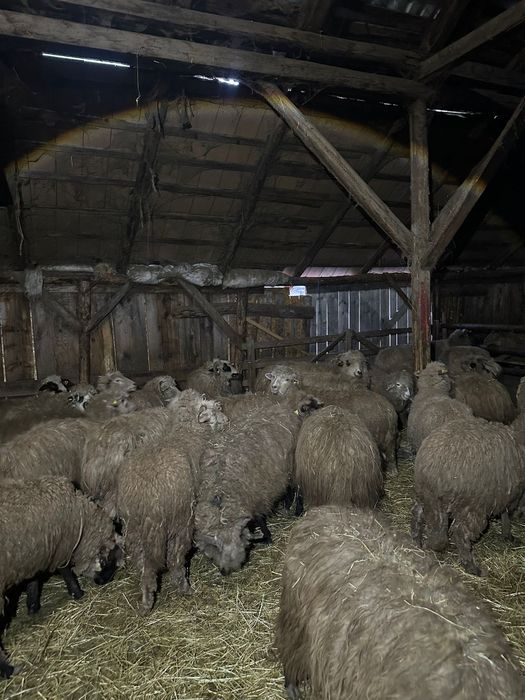 Vând 50 de oi ! Detalii la Nr de telefon !