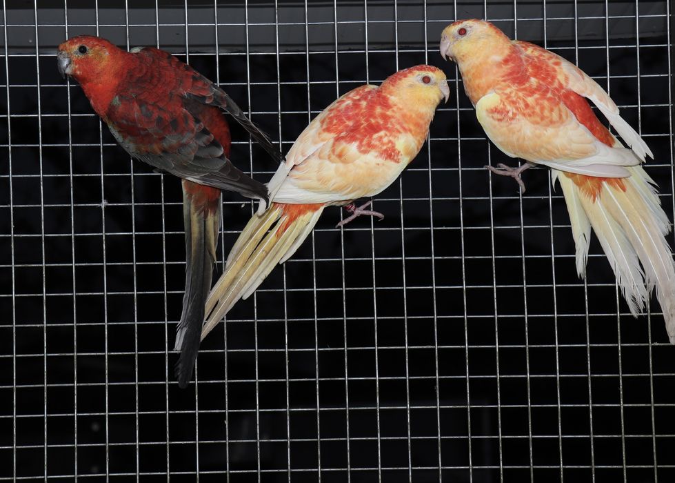 Пойни папагали Топ качество