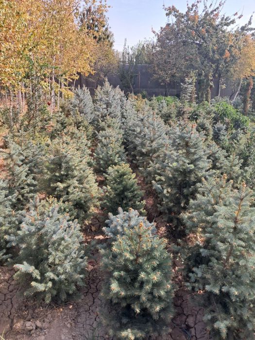 Archa goluboy, serebrestiy Ель голубая - chiroy sifat narx uygunligi