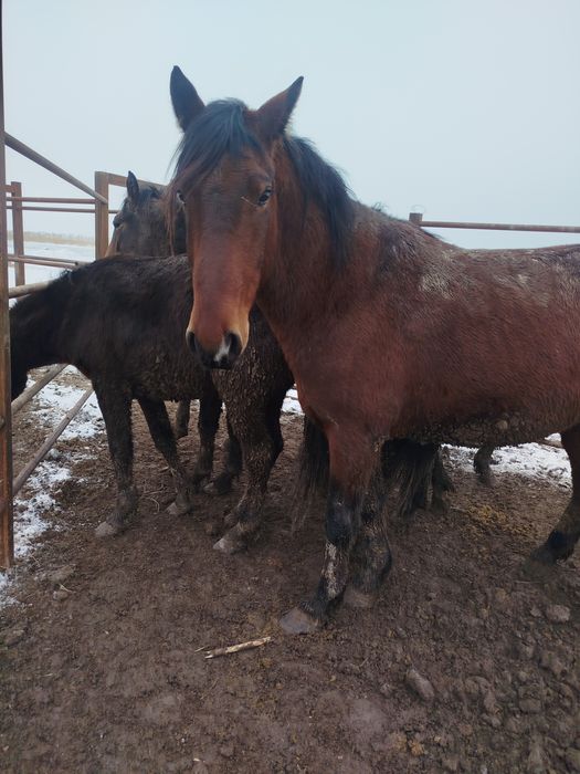 Лошадь жылкы согым 6 жасар ат семiз