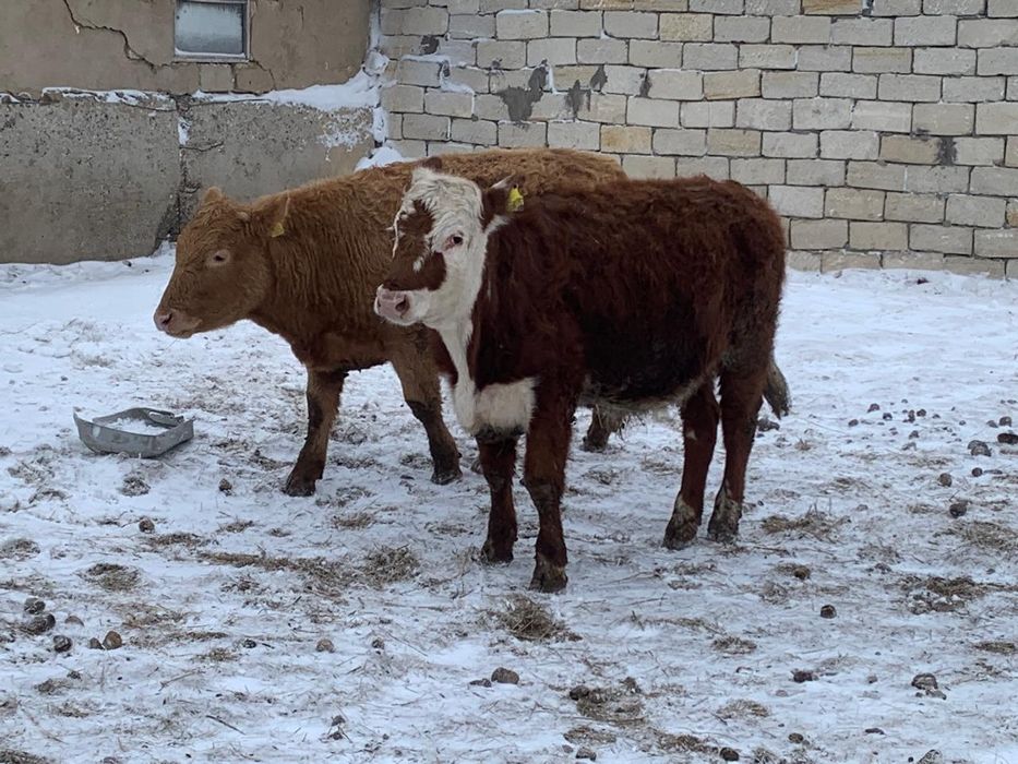 Өгіздер сатылады.