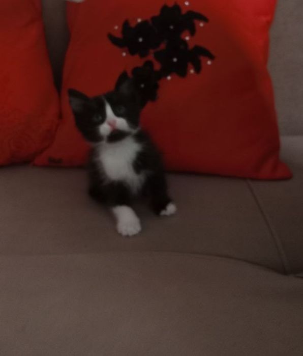 Отдам котят. Бесплатно.