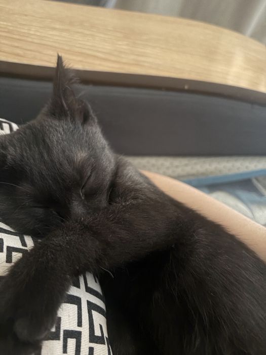 Бесплатно отдаю котенка